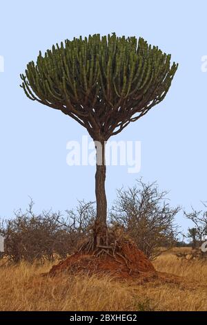 Candelabra Euphorbia Baum; enthält weißes giftiges Latex; giftige Stängel; Zweige ähneln Kakteen, Natur, immergrün, Tarangire Nationalpark, Tansania Stockfoto