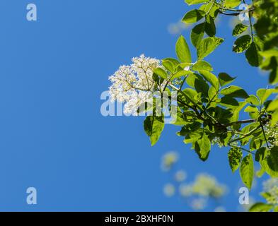 Holunder in Blüte, blühender Holunder, Blumen auf Holunder, blühender Holunder Stockfoto