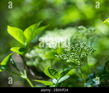 Holunder in Blüte, blühender Holunder, Blumen auf Holunder, blühender Holunder Stockfoto