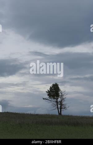 Ein einsamer Baum steht in der Dämmerung auf einem grasbewachsenen Hügel, der Einsamkeit und Standhaftigkeit darstellt, silhouettiert gegen einen blauen Himmel. Stockfoto