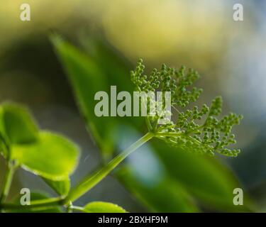 Holunder in Blüte, blühender Holunder, Blumen auf Holunder, blühender Holunder Stockfoto