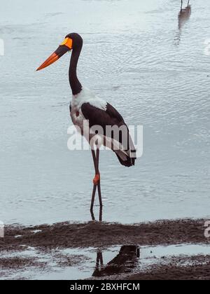 Vogel auf Safari im Krüger Nationalpark Stockfoto