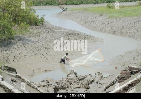 Gosaba West bengal indien am 1. juni 2020: Fischer stehen auf Schlamm & werfen Fischernetz in Gosaba Bereich West bengalen. Stockfoto