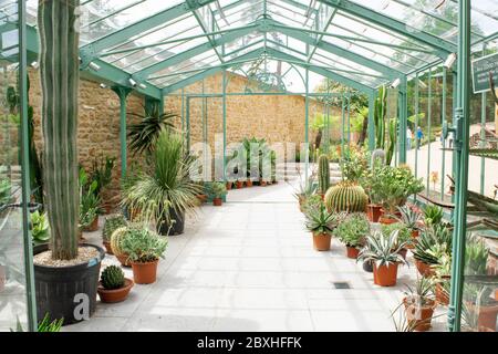 Castle Cary, Somerset. Juni 2020: Tropisches botanisches großes Glasgewächshaus gefüllt mit üppigen Zimmerpflanzen in Somerset. Stockfoto