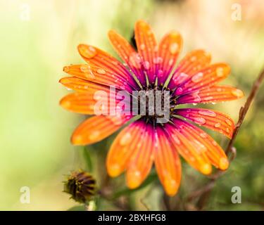 Afrikanische Gänseblümchen, orange und rosa Gänseblümchen, afrikanische Gänseblümchen-Zentren mit gelben Blütenblättern, lila Sonne, afrikanische lila Sonne Gänseblümchen, Osteospermum Stockfoto
