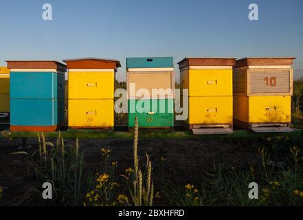 Bienenzucht auf dem Rapsfeld. Bienenstöcke aus Holz im Bienenhaus. Stockfoto