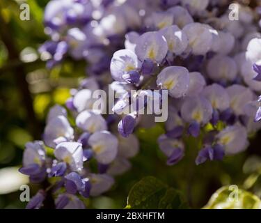 Wysteria in Blüte, Wisteria, lila Wisteria Blüte, Wisteria Blumen in Blüte Stockfoto