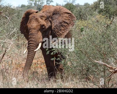 Elefant im Busch auf Safari Stockfoto