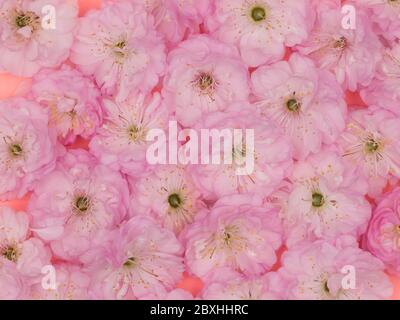 Rosa Frühlingsblumen aus der Nähe. Mandeln trilobat. Stockfoto