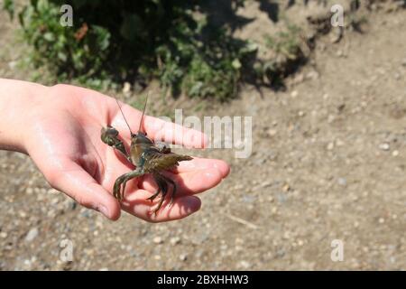 An invasive American Signal Crayfish in childs Hand at the River Mole, Leatherhead, Surrey, UK, Sommer 2020 Stockfoto