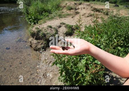 Ein invasiver amerikanischer Signalfisch, gehalten von Kind an der River Mole, Leatherhead, Surrey, UK, Sommer 2020 Stockfoto