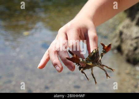 Ein invasiver amerikanischer Signalkrebskrebse, gefunden von Kindern im River Mole, Leatherhead, Surrey, UK, Sommer 2020 Stockfoto