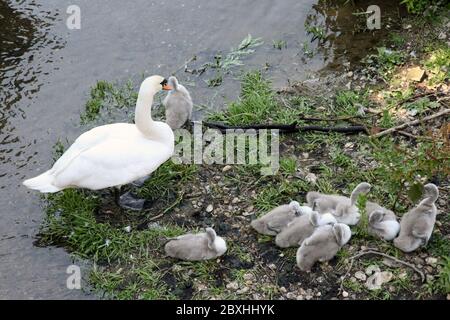 Mutterschwan (Cygnus cygnus) mit ihren neugeborenen Cygnets am Fluss Mole, Leatherhead, Surrey, Großbritannien, Frühjahr 2020 Stockfoto