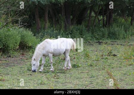Graues Pferd, weiß erscheinend, füttert auf dem Feld, Surrey, UK, 2020 Stockfoto