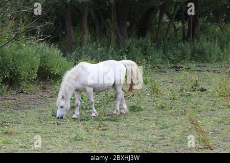 Graues Pferd, weiß erscheinend, (Equus ferus caballus) Fütterung auf Skrubland im Feld, Surrey, UK, 2020 Stockfoto