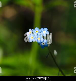 Blaue Vergissmeinnicht (Myosotis sylvatica) in einem Sonnenstrahl Stockfoto
