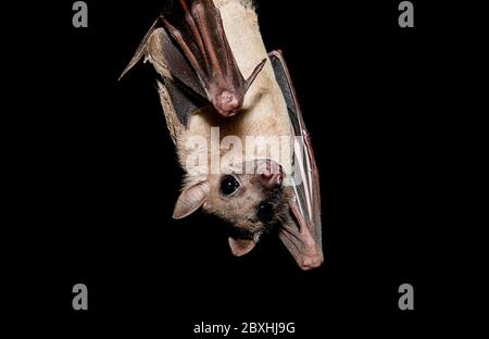 Obst Fledermäuse essen und fliegen Stockfoto