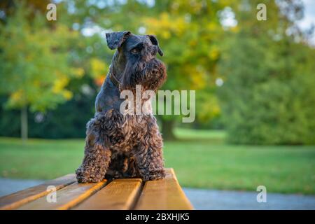 Happy Dog schwarzer Schnauzer Genießen Sie das Spiel im Herbstpark Stockfoto