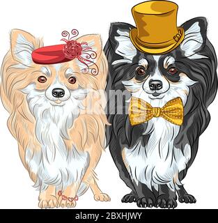 Vector Set von Mode Hunde Chihuahua, Dame in roten Hut mit Armband und Gentelman in Gold Seide Hut und Fliege Stock Vektor