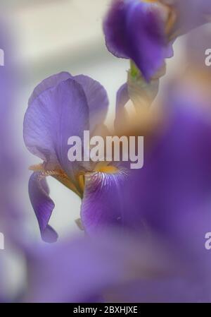 Purple Iris mit großer Blende für einen verträumten Look Stockfoto