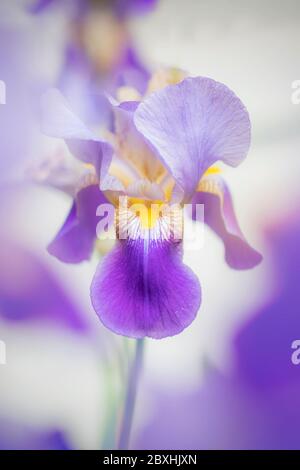 Purple Iris mit großer Blende für einen verträumten Look Stockfoto