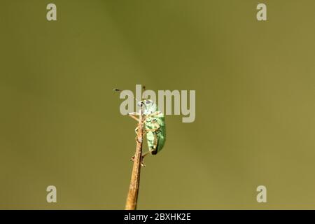 Breitnasenkäfer (Polydrusus pterygomalis), der den Pflanzenstamm hochklettert Stockfoto