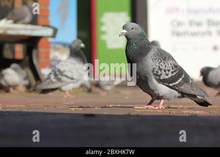 Feral Pigeon (Columba livia domestica) - Rock Dove - in leerer Poole High Street wegen Corona-Virus und Sperre