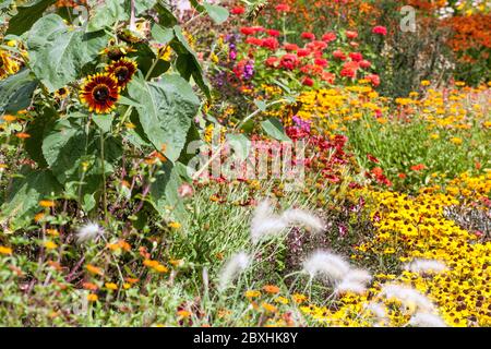 Bunte Sommergarten Sonnenblumen Zinnie Gelb Rot Blumenbett August Blumen Buntes Blumenbeet gemischte Pflanzen Grenzen Dekorative Cottage Garten Stockfoto