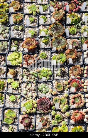 Setzlinge wachsen in Töpfen, Sukkulente, winzige Stubenäkchen Sempervivum in Töpfen Stockfoto