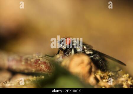 Sarcophagid sp. (Flesh fly) auf Blattstreu im Garten Stockfoto