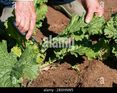 Ernte Amsoi 'Süderner Riese gewellt' (Brassica juncea ssp. Juncea) Blätter. Stockfoto
