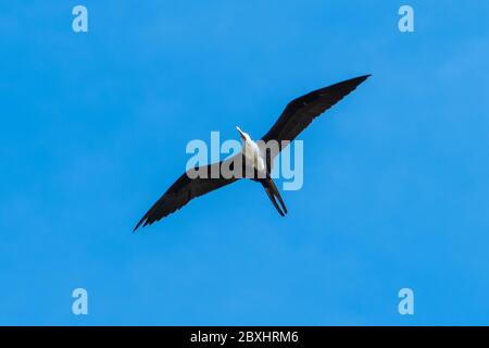 Herrlicher Fregatte Vogel fliegt in den Himmel. Fregata magnificens sind eine Familie von Seevögeln namens Fregatidae. Dieser Vogel verbringt den größten Teil des Tages im Flug Stockfoto