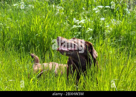 Ein schöner junger Schokolade braun reinrassig Labrador liegt im Gras eines Feldes in einer Landschaft Stockfoto