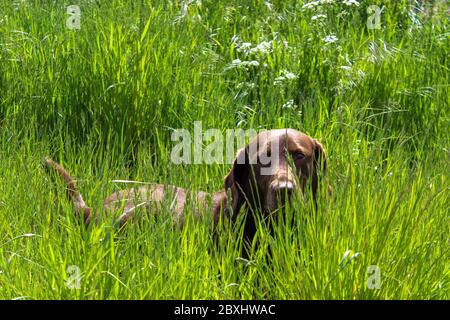 Ein schöner junger Schokolade braun reinrassig Labrador liegt im Gras eines Feldes in einer Landschaft Stockfoto