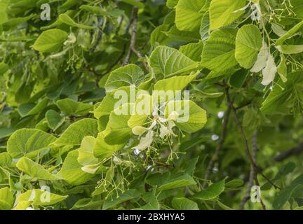 Blumen einer gemeinsamen Linde / Tilia Baum - Tilia europaea. Die süß riechenden Blumen wurden / werden verwendet, um Linden Tee (ein Kräutertee) zu machen. Stockfoto