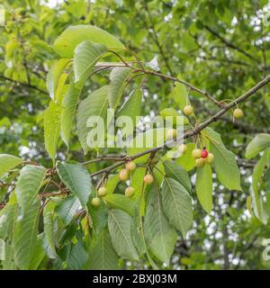 Die gezackten Blätter des Kirschbaums hängen herunter, mit den Büscheln der rinenenden Kirschen. Genaue Spezies unbekannt. Obstbau, gemeinsame Früchte Metapher. Stockfoto