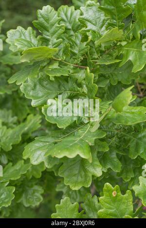 Cluster von sommerlichen grünen Eichenblättern (vermutlich zu Quercus robur / Pedunculate Oak Exemplar gehören). Eiche wurde in pflanzlichen Heilmitteln und Gerben verwendet. Stockfoto