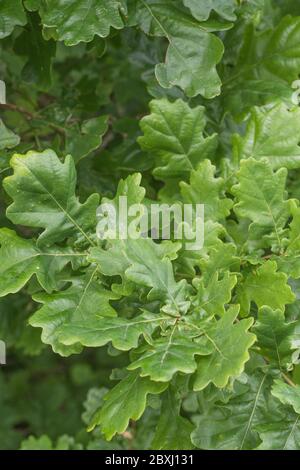 Cluster von sommerlichen grünen Eichenblättern (vermutlich zu Quercus robur / Pedunculate Oak Exemplar gehören). Eiche wurde in pflanzlichen Heilmitteln und Gerben verwendet. Stockfoto
