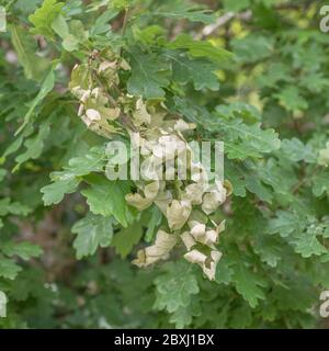 Absterbende Gruppe von Eichenblättern (vermutlich zu Quercus robur / Pedunculate Oak Exemplar gehören). Eiche wurde in pflanzlichen Heilmitteln und Gerben verwendet. Stockfoto
