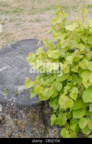 Baumstumpf der Kalk / Tilia Baum - Tilia europaea mit Laubsaugern, die von der Seite wachsen. Blumen von Limette wurden verwendet, um Linden Tee (Kräutertee) zu machen Stockfoto