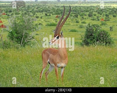 Dominantes Männchen Grants Gazelle (Nanger granti) mit beeindruckenden langen Hörnern in üppig grünem Grasland des Tsavo East National Park, Kenia, Afrika Stockfoto