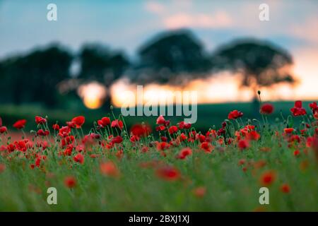 Kinver, Staffordshire, Großbritannien. Juni 2020. Die Sonne geht mit einem leuchtenden Himmel über einem Feld von Mohnblumen in der Nähe des Dorfes Kinver, South Staffordshire, Großbritannien. Quelle: Peter Lopeman/Alamy Live News Stockfoto