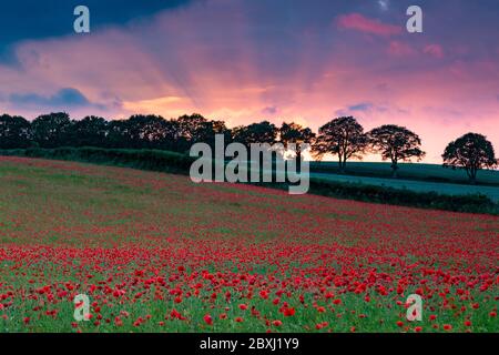 Kinver, Staffordshire, Großbritannien. Juni 2020. Die Sonne geht mit einem leuchtenden Himmel über einem Feld von Mohnblumen in der Nähe des Dorfes Kinver, South Staffordshire, Großbritannien. Quelle: Peter Lopeman/Alamy Live News Stockfoto