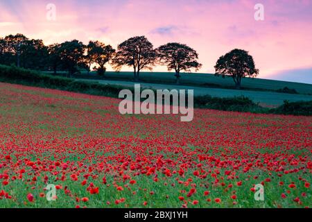 Kinver, Staffordshire, Großbritannien. Juni 2020. Die Sonne geht mit einem leuchtenden Himmel über einem Feld von Mohnblumen in der Nähe des Dorfes Kinver, South Staffordshire, Großbritannien. Quelle: Peter Lopeman/Alamy Live News Stockfoto