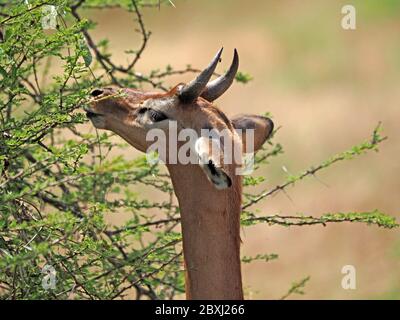 Männliche Gerenuk-Antilope oder Giraffengazelle (Litocranius walleri) mit kleinen Hörnern, die Höhe verwenden, um Busch im Tsavo East National Park, Kenia, Afrika zu durchstöbern Stockfoto