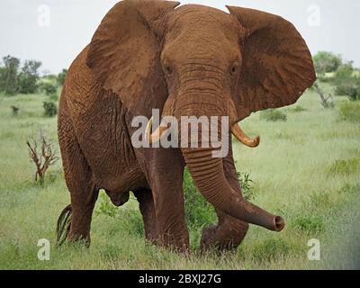 Großer Einzelbulle Afrikanischer Elefant (Loxodonta africana) winkender Rüssel und flatternde Ohren, um Irritationen im Tsavo East National Park, Kenia, Afrika zu signalisieren Stockfoto