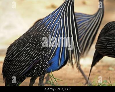 Schillerndes Muster aus blauen schwarzen und silbernen Flecken und Streifen von Vulturine Guinea-Geflügel (Acryllium vulturinum) im Tsavo East National Park, Kenia, Afrika Stockfoto