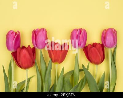 Verschiedene Tulpen auf gelbem Hintergrund. Stockfoto