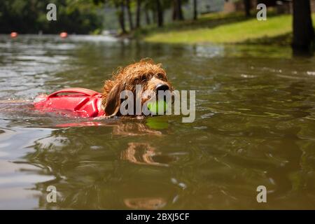 Golden Doodle mit Schwimmweste Schwimmen nach EINEM Tennisball im See Stockfoto