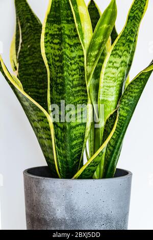 Nahaufnahme der Blätter einer Schlangenpflanze (sansevieria trifasciata var. Laurentii) in einem Betonbeplanter. Attraktive Zimmerpflanzen Detail. Stockfoto